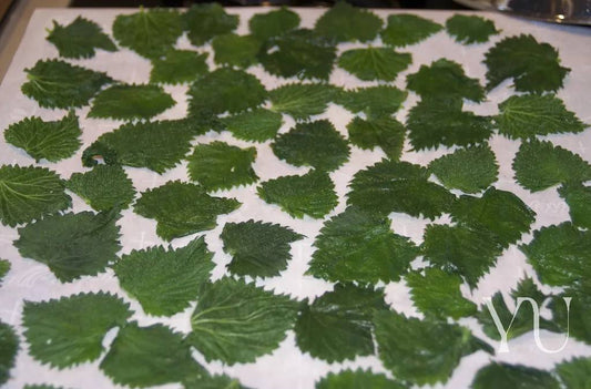 Crispy Nettles