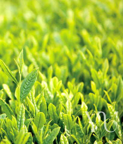 Yu Tea’s Sencha Featured in Groundbreaking Cancer Research