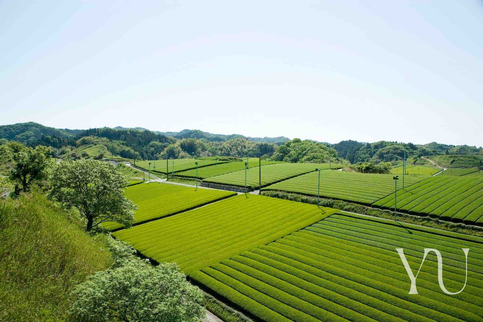 Yu Organic Tea Field in Japan